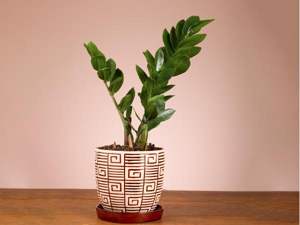 Como cuidar de Zamioculca