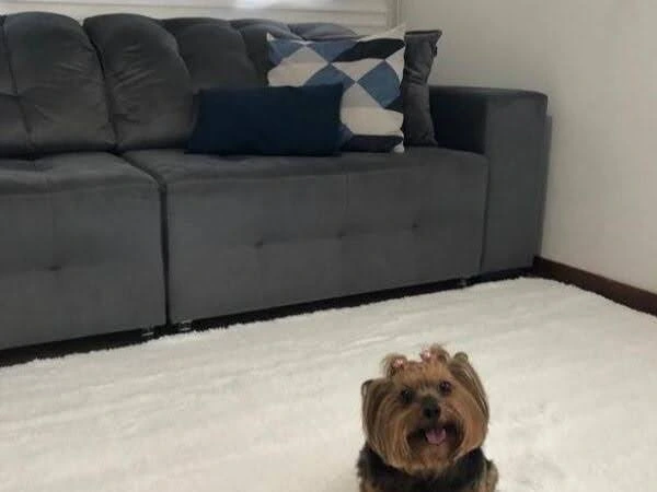 Sala de estar com um tapete shaggy posicionado em frente a um sofá de cor escura.