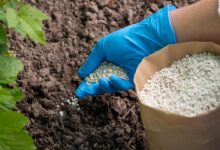 Como plantar Moreia: Guia Completo