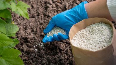 Como plantar Moreia: Guia Completo
