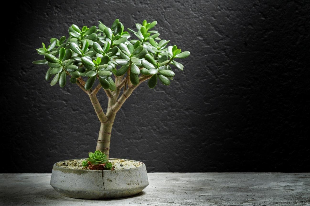15 tipos de plantas ornamentais | Blog Leroy Merlin
