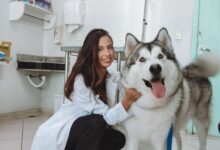 workshop pet leroy analia franco