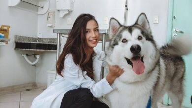 workshop pet leroy analia franco